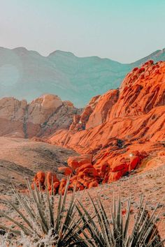 the desert is full of red rocks and cactus plants, with mountains in the background