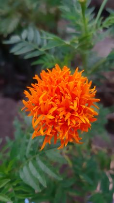 an orange flower is in the middle of some green plants and dirt area behind it