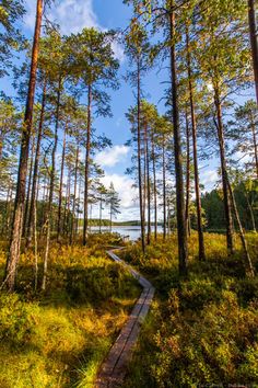 a path through the woods leading to a lake