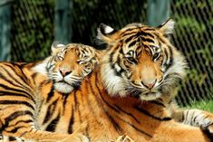 two tigers are laying down in the grass