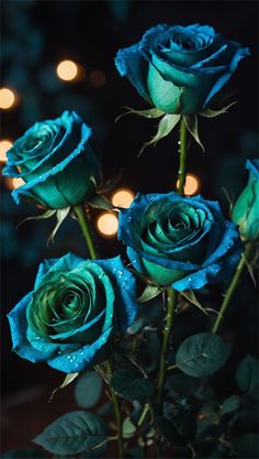 three blue roses with water droplets on them in front of some boket lights