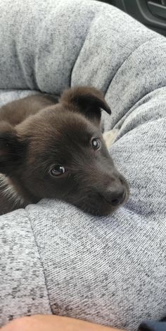 a brown dog laying on top of a gray couch next to a persons hand in a car