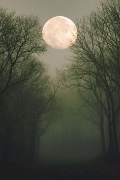 an instagram page with trees and the moon in the background