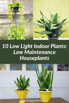 four different types of houseplants for low light