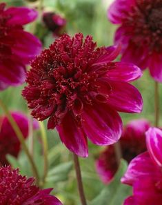 some very pretty purple flowers in a field