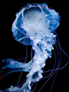 a blue jellyfish floating in the water