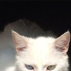 a white cat with blue eyes sitting down