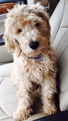 a small dog sitting in the back seat of a car with its head turned to the side