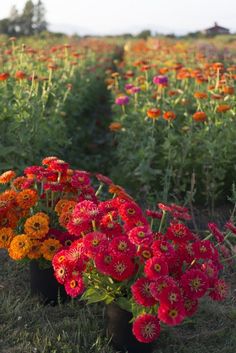 many different colored flowers are in black pots on the ground with grass and dirt behind them