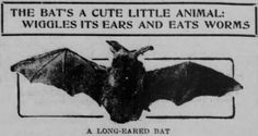 an advertisement for the long - eared bat