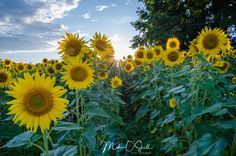 sunflowers are blooming in the field at sunset