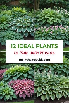 several different types of plants with text overlay that reads 12 ideal plants to pair with hostas