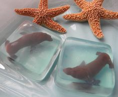 two sea animals in ice with starfish on the side