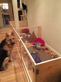 a dog sitting on the floor next to a wooden crate filled with toys