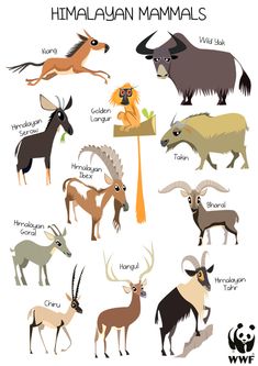 the different types of animals with their names