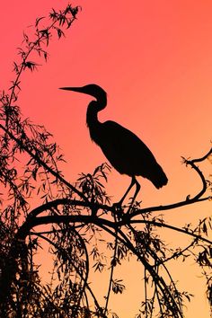 a bird sitting on top of a tree branch in front of a red and yellow sky