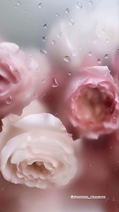 three pink roses sitting on top of a window covered in raindrops and water