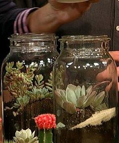 two glass jars filled with plants and dirt