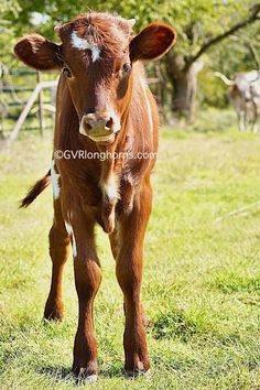 a brown cow standing on top of a lush green field