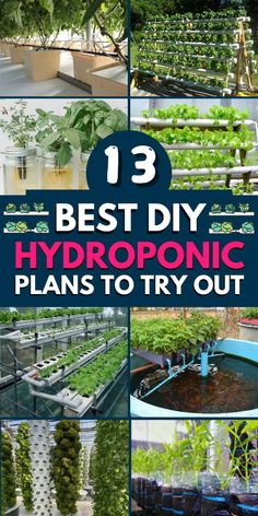 the top ten best diy hydroponic plants to try out in your garden