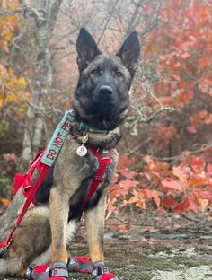 a german shepherd dog sitting on the ground in front of some trees with fall leaves