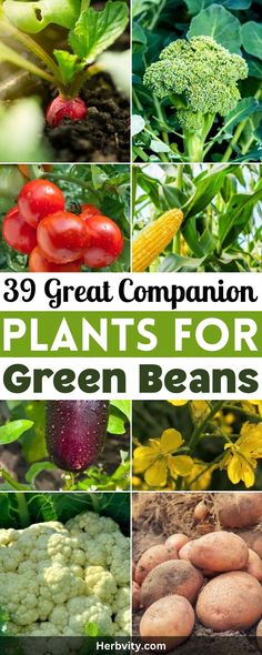 many different plants and vegetables with the words 39 great companion plants for green beans