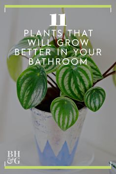 a potted plant sitting on top of a table with the words 11 plants that will grow better in your bathroom