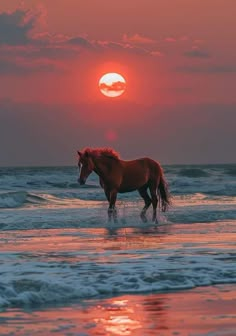 a horse standing in the ocean at sunset