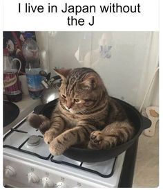 a cat sitting in a pan on top of a stove with the caption, i live in japan without the j