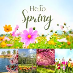 the words hello spring are in front of colorful flowers and trees with water behind them