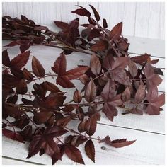 Length: 72" Thickness (Varies Upon Shaping): 12.5" Material: Plastic & Fabric Color: Brown & Burgundy Includes: 2 Loops Care & Safety: Indoor Use Only Quantity: 1 Give any room a woodsy vibe by displaying this Burgundy Leaf Garland. This piece features a long, segmented vine that supports serrated leaves. The leaves are a rich burgundy color to complement your home's moody aesthetic. Display it above the mantel or window alongside other leafy decorations for a coordinated display that lasts all Fall Leaves Home Decor, Anthropologie Fall Decor, Burgundy Fall Decor, Moody Halloween Decor, Yule Festivities, Autumn Mantel Decor, Moody Fall Decor, Burgundy Christmas Decor, Porch Garland