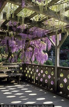 wister covered pergolia growing on the side of a wooden structure with benches under it