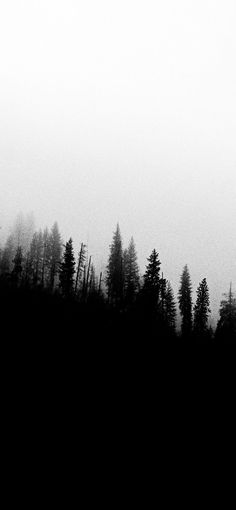 a black and white photo of trees in the foggy forest with an airplane flying overhead