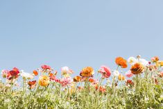 many different colored flowers are growing in the field