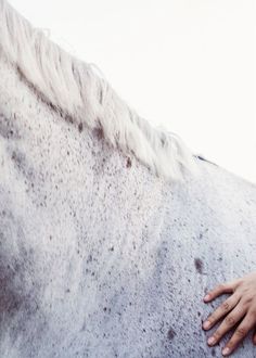 a person's hand resting on the back of a white and gray horse with long mane