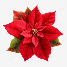 poinsettia flower chrismas symbol clipart png Poinsettias Tattoo, Ponsietta Flowers Template, Poinsettia Flower Drawing, Pointsetta Flower, Pointsetta Christmas, Artist Barbie, Christmas Flowers Poinsettia, Poinsettia Illustration, Winter Botanicals