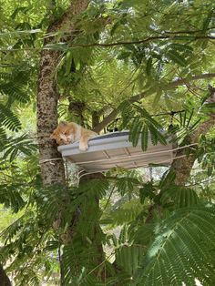 an orange and white cat laying on top of a window sill in a tree