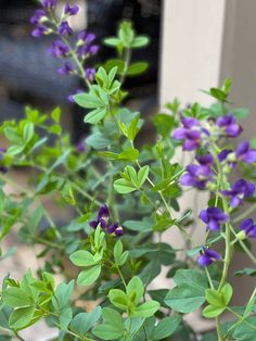 purple flowers are growing in a pot outside