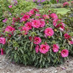 pink flowers are blooming in the garden with green leaves and brown mulchs