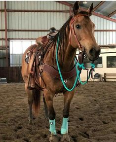 a brown horse standing in an arena with blue boots on it's feet and wearing a bridle