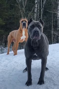 two dogs are standing in the snow near some trees and one is looking at the camera