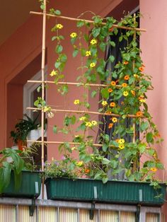 some plants that are growing out of a window sill on the outside of a building