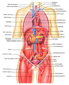 the anatomy of the human body and its major organs, including the urchinal system