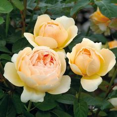 three yellow roses with green leaves in the foreground and one pink flower on the right