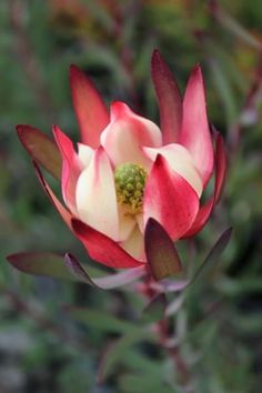 a red and white flower with green leaves