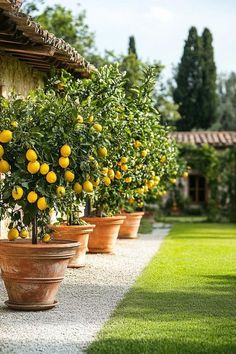 several potted lemon trees lined up in front of a house on a sunny day