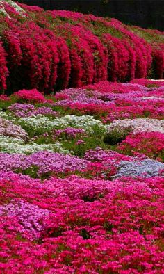 many pink and white flowers are growing on the ground