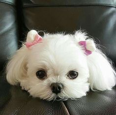 a small white dog laying on top of a leather couch