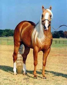 a brown and white horse standing on top of a grass covered field