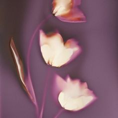 three white flowers on a purple background